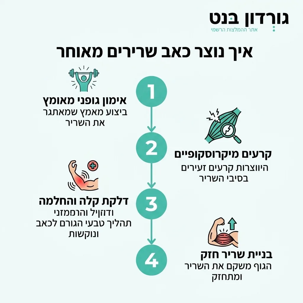 אינפוגרפיקה — איך נוצר כאב שרירים מאוחר: אימון גופני מאומץ, קרעים מיקרוסקופיים, דלקת קלה והחלמה, בניית שריר חזק